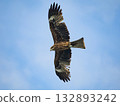 Milvus migrans eagle in Keelung,Taiwan. 132893242