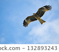 Milvus migrans eagle in Keelung,Taiwan. 132893243