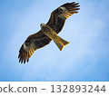 Milvus migrans eagle in Keelung,Taiwan. 132893244
