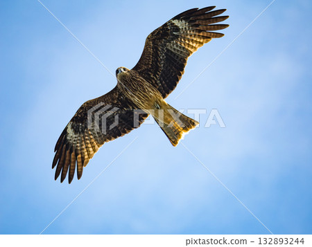 Milvus migrans eagle in Keelung,Taiwan. 132893244
