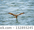 Milvus migrans eagle in Keelung,Taiwan. 132893245