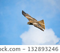 Milvus migrans eagle in Keelung,Taiwan. 132893246