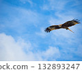 Milvus migrans eagle in Keelung,Taiwan. 132893247