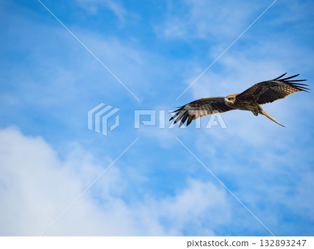 Milvus migrans eagle in Keelung,Taiwan. 132893247