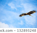 Milvus migrans eagle in Keelung,Taiwan. 132893248