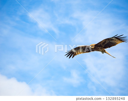 Milvus migrans eagle in Keelung,Taiwan. Milvus migrans eagle in Keelung,Taiwan. 132893248
