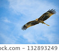 Milvus migrans eagle in Keelung,Taiwan. 132893249