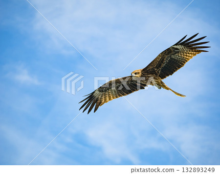 Milvus migrans eagle in Keelung,Taiwan. Milvus migrans eagle in Keelung,Taiwan. 132893249