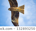 Milvus migrans eagle in Keelung,Taiwan. 132893250
