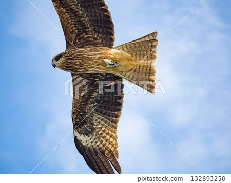 Milvus migrans eagle in Keelung,Taiwan. Milvus migrans eagle in Keelung,Taiwan. 132893250