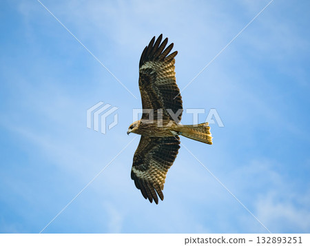 Milvus migrans eagle in Keelung,Taiwan. Milvus migrans eagle in Keelung,Taiwan. 132893251