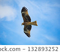 Milvus migrans eagle in Keelung,Taiwan. 132893252