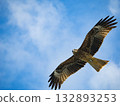 Milvus migrans eagle in Keelung,Taiwan. 132893253
