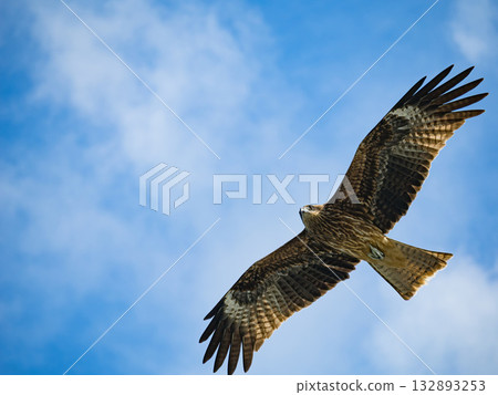 Milvus migrans eagle in Keelung,Taiwan. 132893253
