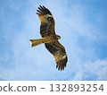 Milvus migrans eagle in Keelung,Taiwan. 132893254