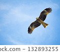 Milvus migrans eagle in Keelung,Taiwan. 132893255