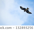 Milvus migrans eagle in Keelung,Taiwan. 132893256