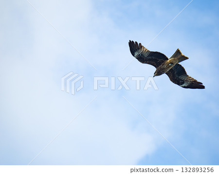 Milvus migrans eagle in Keelung,Taiwan. 132893256