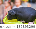 black guinea pig without hair 132893299