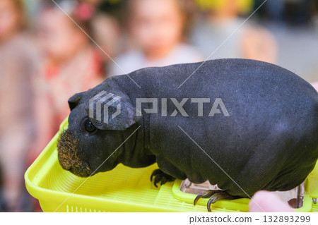 black guinea pig without hair black guinea pig without hair 132893299