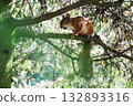 A squirrel is sitting on a tree branch 132893316