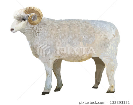 sheep (ram) 132893321