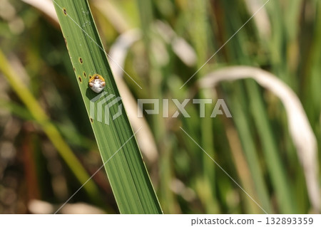 Living creatures: Spiders, Torino-Fundamashi, resting on a reed leaf. They stay still like this during the day. Living creatures: Spiders, Torino-Fundamashi, resting on a reed leaf. They stay still like this during the day. 132893359