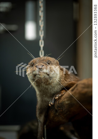 Asian small-clawed otter relaxing on a log 132893368