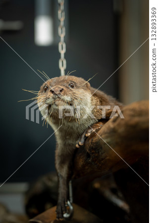 Asian small-clawed otter relaxing on a log Asian small-clawed otter relaxing on a log 132893369