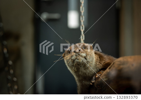 Asian small-clawed otter relaxing on a log 132893370