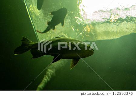 紅尾鯰魚 紅尾鯰魚 132893376