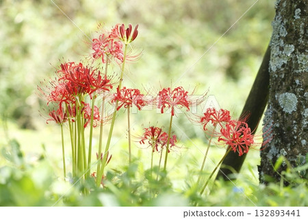 Ohara's Spider Lilies Ohara's Spider Lilies 132893441