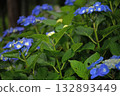 Hydrangea blooming in the rainy season 132893449