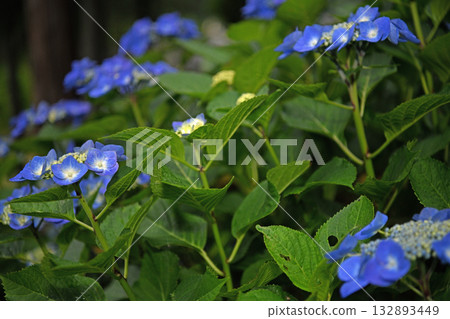 Hydrangea blooming in the rainy season 132893449