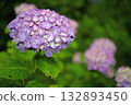Hydrangea blooming in the rainy season 132893450