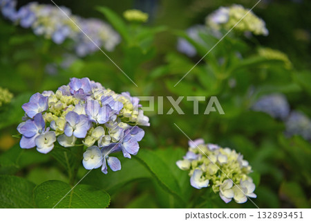Hydrangea blooming in the rainy season 132893451