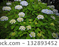 Hydrangea blooming in the rainy season 132893452