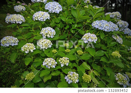 Hydrangea blooming in the rainy season 132893452
