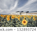 The statement of sunflowers that bloom in autumn 132893724