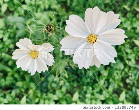 Fresh white cosmos flowers against a background of green leaves 132893749