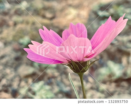 Dark pink cosmos 132893750