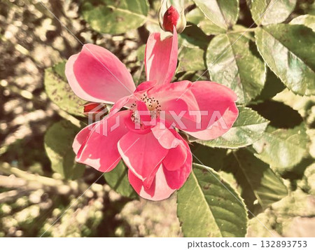 一朵鮮豔的粉紅色玫瑰，周圍環繞著綠葉和光線。 132893753