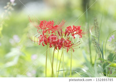 Ohara's Spider Lilies 132893785