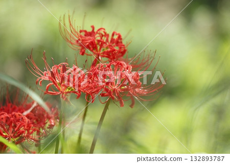 大原的文殊菩薩 132893787