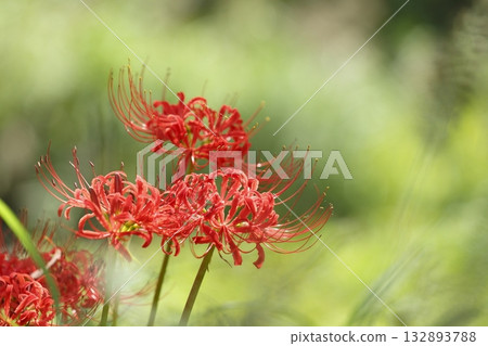 大原的文殊菩薩 132893788