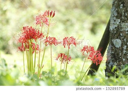 Ohara's Spider Lilies 132893789