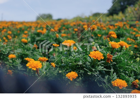 Vast flower field 132893935