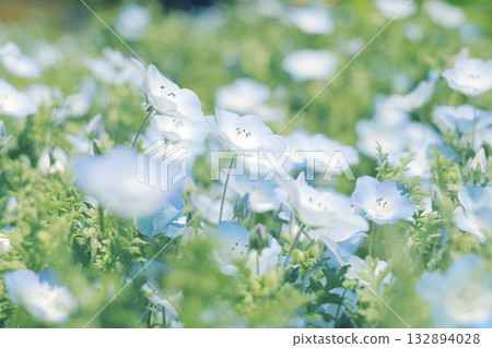 Nemophila flowers bathed in spring light 132894028