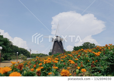 The windmill's hill where marigold is in full bloom 132894030