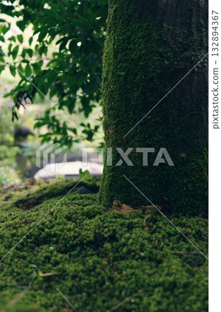Tree with moss Tree with moss 132894367